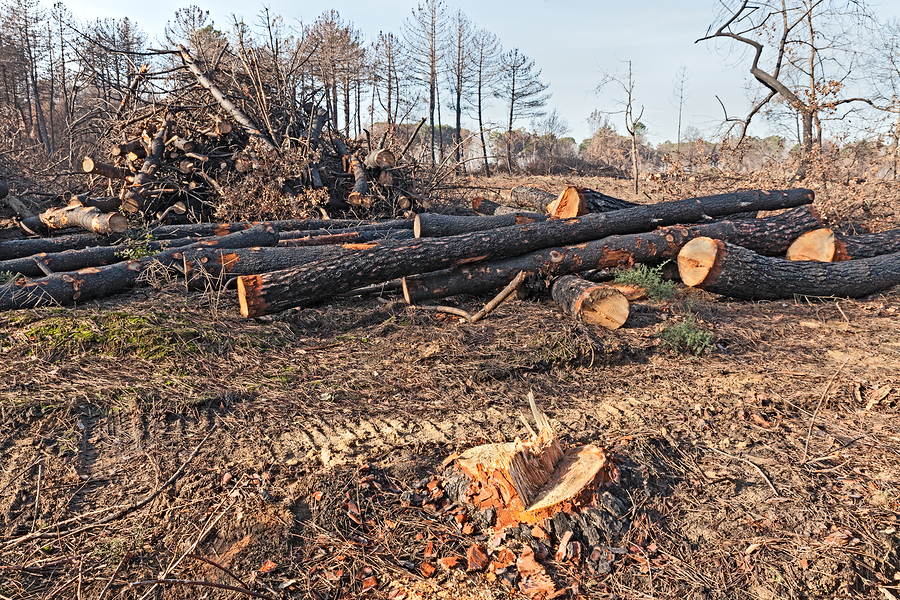 Land Clearing & Land Thinning R.F. Jordan and Sons